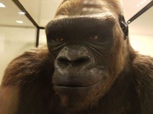 Gorilla