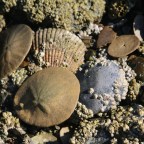 Hunting for Sand Dollars on Bainbridge Island, WA