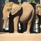 The World-Famous San Diego Zoo