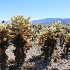 Cholla Cactus Garden: Joshua Tree National Park