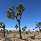 Joshua Tree National Park