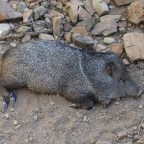 A Lesson in Desert Ecosystems: The Arizona-Sonora Desert Museum